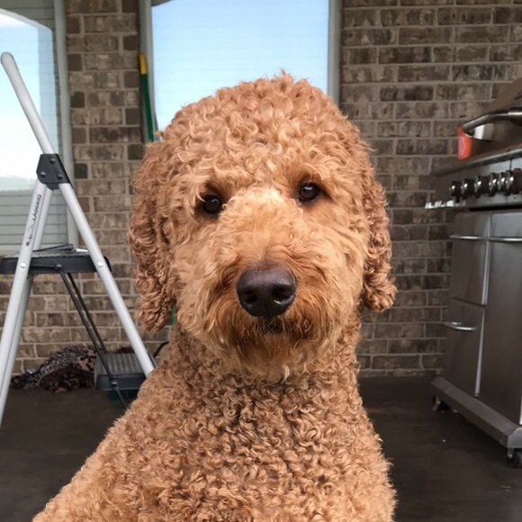 Meet your Posher, Caleb - Picture 1 of 1